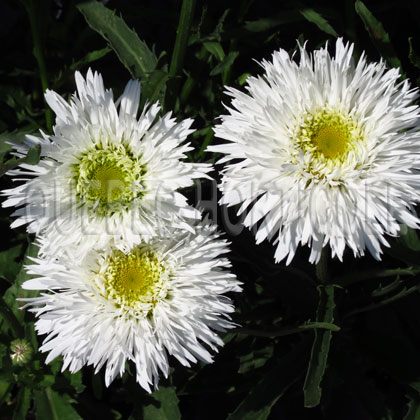 image de Leucanthemum x superbum Santé