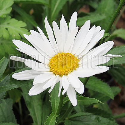 image de Leucanthemum x superbum Silver Princess