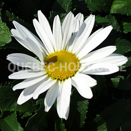 image de Leucanthemum x superbum Snowcap