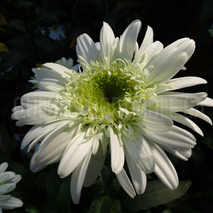 image de Leucanthemum x superbum T. E. Killin (Thomas Killen)