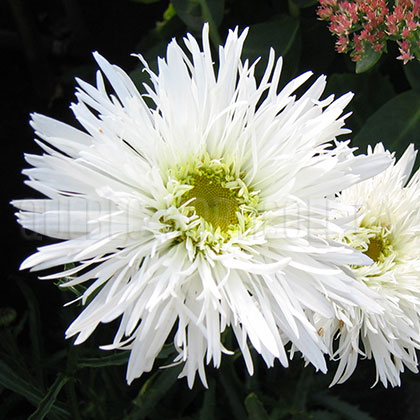 image de Leucanthemum x superbum Aglaia