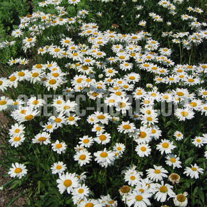 image de Leucanthemum x superbum Alaska