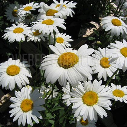 image de Leucanthemum x superbum Becky