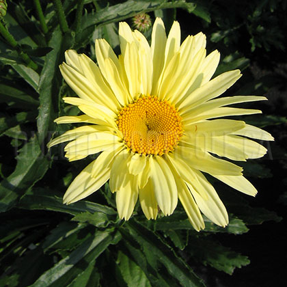 image de Leucanthemum x superbum Broadway Lights™