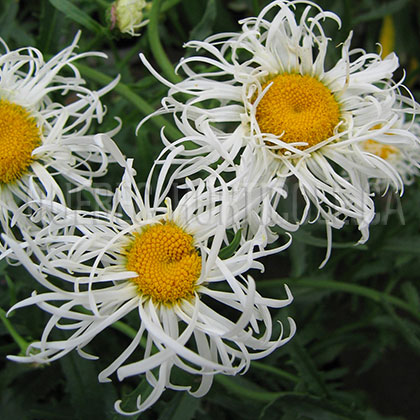 image de Leucanthemum x superbum Beauté Nivelloise (Old Court)