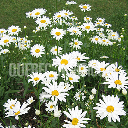 image de Leucanthemum x superbum Polaris