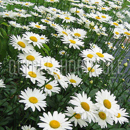 image de Leucanthemum x superbum Amelia