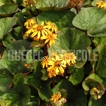 image de Ligularia dentata Othello