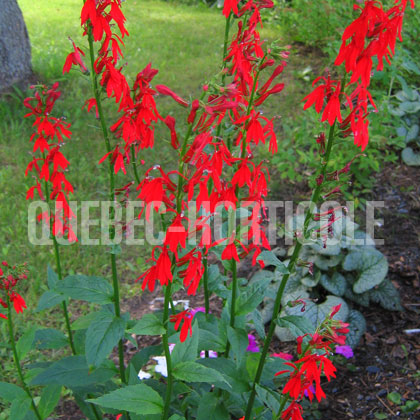 image de Lobelia cardinalis 