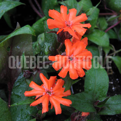 image de Lychnis x arkwrightii Orange Gnome