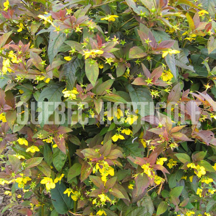 image de Lysimachia ciliata Firecracker