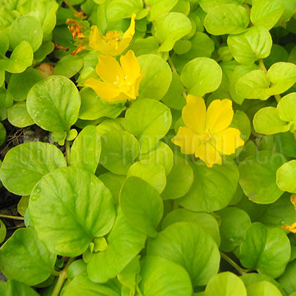 image de Lysimachia nummularia Aurea