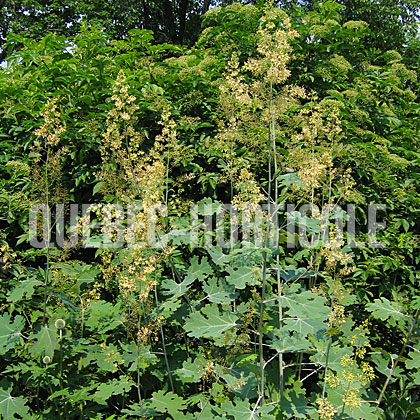 image de Macleaya cordata 