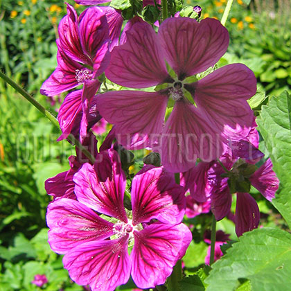 image de Malva sylvestris mauritania Bibor Felho