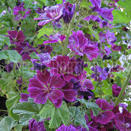 image de Malva sylvestris mauritania 