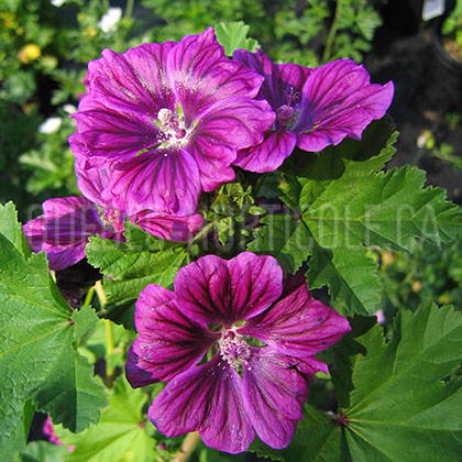 image de Malva sylvestris mauritania 