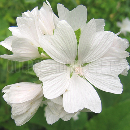 image de Malva moschata alba 