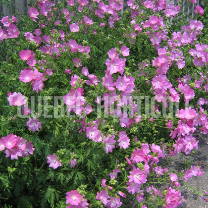 image de Malva moschata 