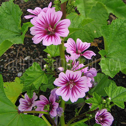 image de Malva sylvestris Zebrina