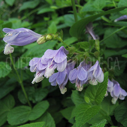 image de Meehania urticifolia 