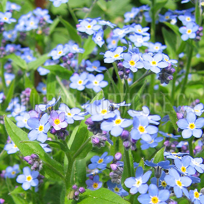 image de Myosotis sylvatica 