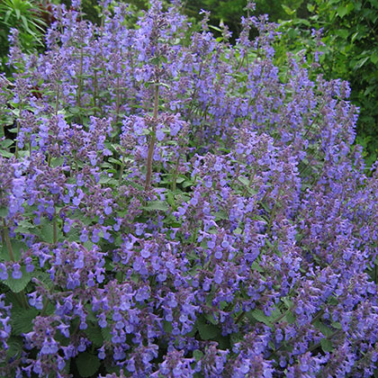 image de Nepeta sp. 