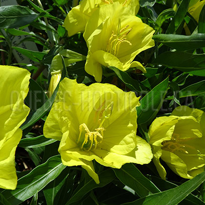 image de Oenothera macrocarpa 