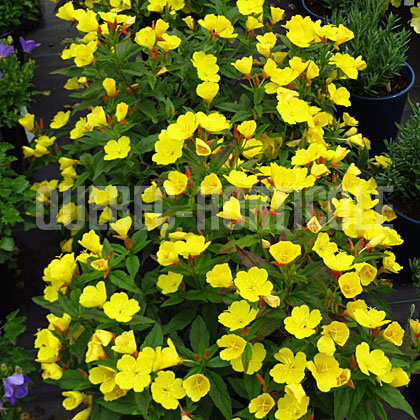 image de Oenothera fruticosa Fireworks