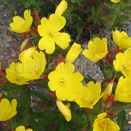 image de Oenothera fruticosa Fireworks