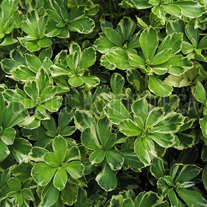 image de Pachysandra terminalis Variegata