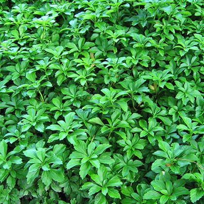 image de Pachysandra terminalis 