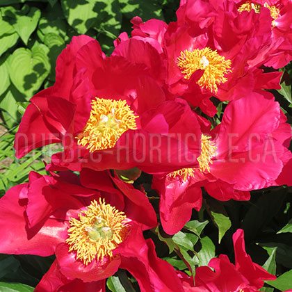 image de Paeonia America