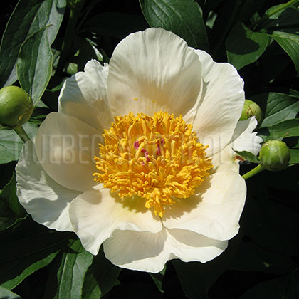 image de Paeonia Archangel