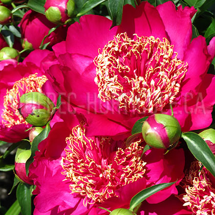 image de Paeonia Barrington Belle