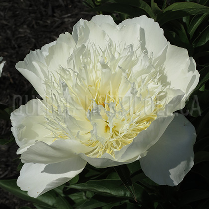 image de Paeonia Bride's Dream