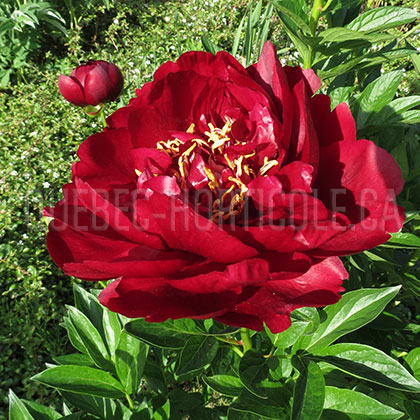 image de Paeonia Buckeye Belle