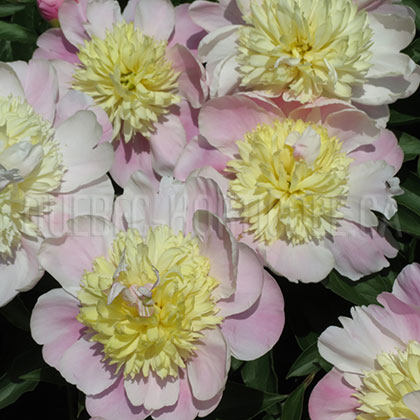 image de Paeonia Butter Bowl