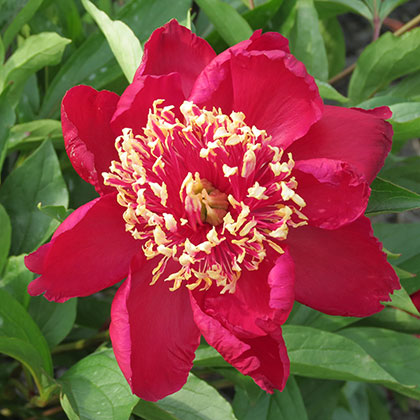 image de Paeonia Charles Burgess