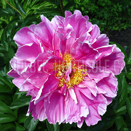 image de Paeonia Cincinnati