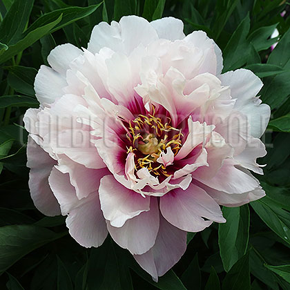 image de Paeonia Cora Louise