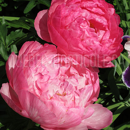 image de Paeonia Cytherea