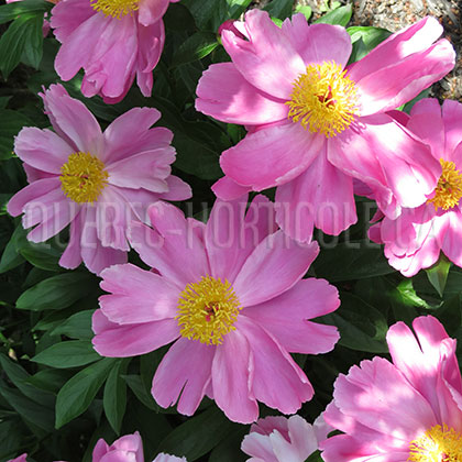 image de Paeonia Dancing Butterflies