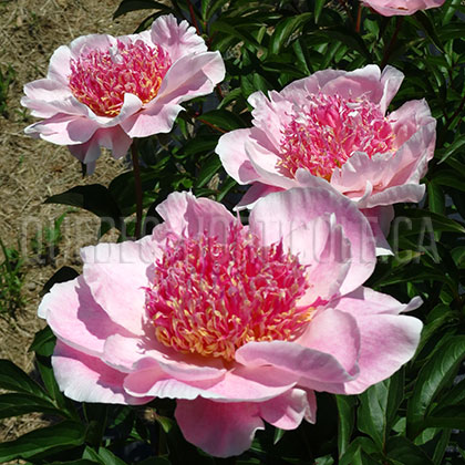 image de Paeonia Do Tell