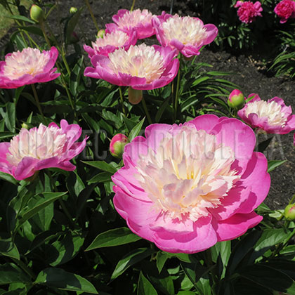 image de Paeonia Gay Paree