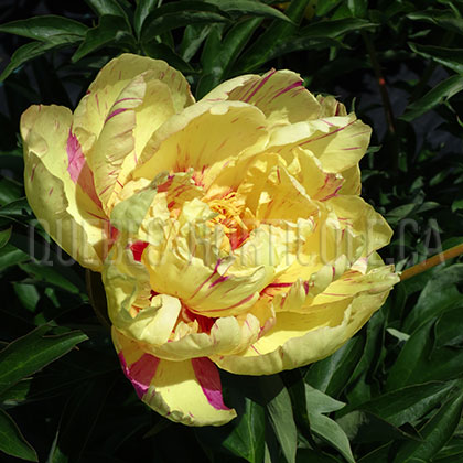 image de Paeonia Lollipop