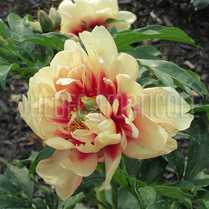 image de Paeonia Magical Mystery Tour