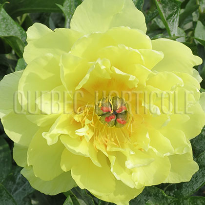 image de Paeonia Sequestered Sunshine