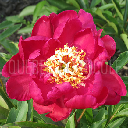 image de Paeonia Sword Dance