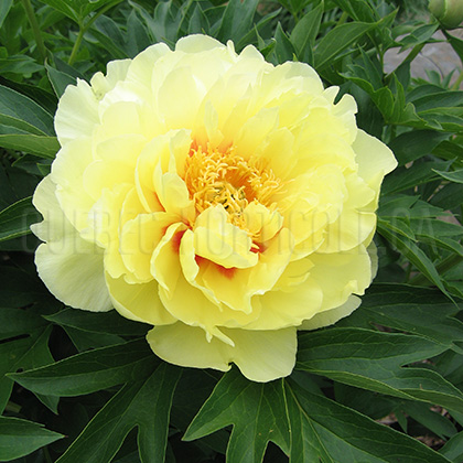 image de Paeonia Bartzella