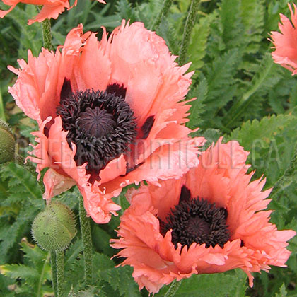 image de Papaver orientale Pink Ruffles